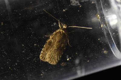 Agonopterix ocellana