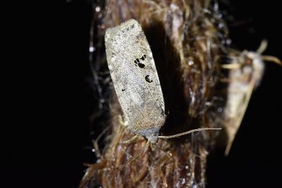 Conistra rubiginosa