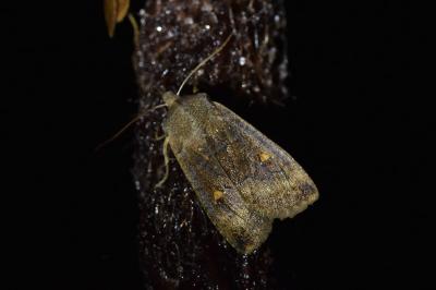 Eupsilia transversa