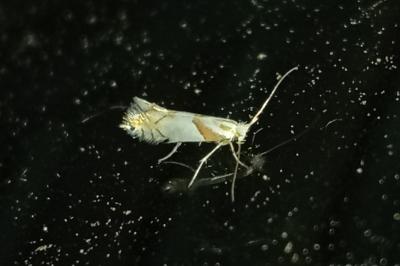 Phyllonorycter roboris