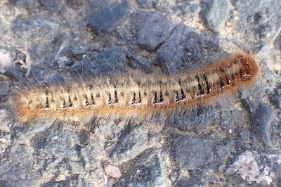 Lasiocampa quercus quercus