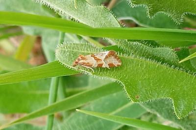 Aethes hartmanniana