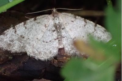 Aethalura punctulata