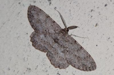 Hypomecis punctinalis