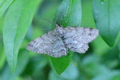 Hypomecis punctinalis