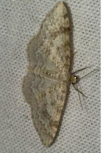 Hydrelia sylvata