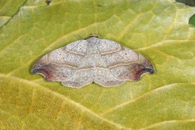 Laspeyria flexula