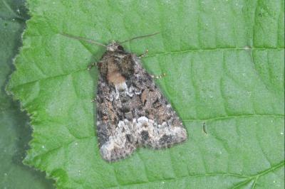 Oligia strigilis