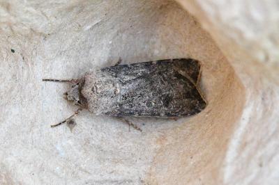Agrotis segetum