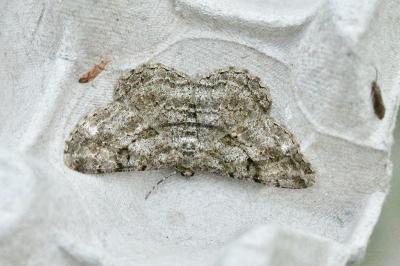 Peribatodes rhomboidaria rhomboidaria