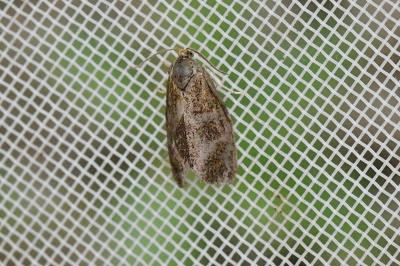 Ptycholoma lecheana