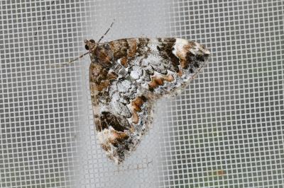 Dysstroma truncata