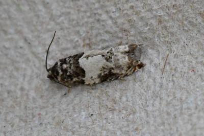 Gypsonoma sociana