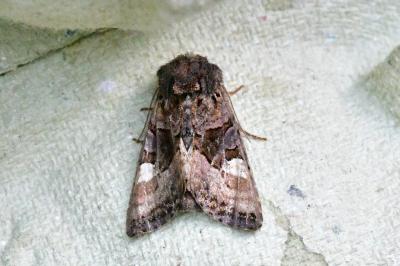 Euplexia lucipara