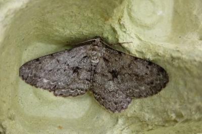 Hypomecis roboraria