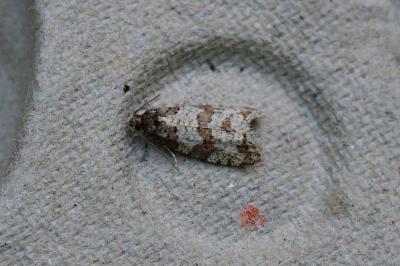 Isotrias rectifasciana