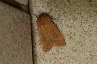 Mythimna albipuncta