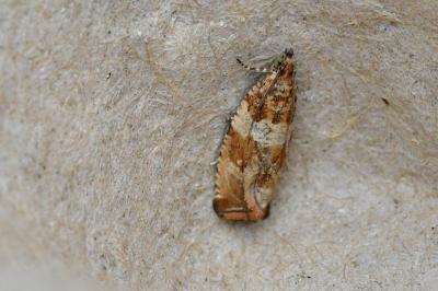 Celypha cespitana
