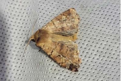 Diarsia mendica