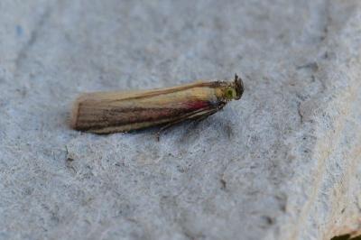 Oncocera semirubella