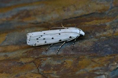 Myelois circumvoluta