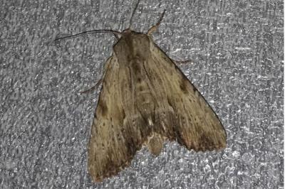 Apamea lithoxylaea