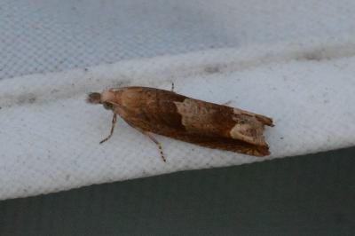 Eucosma conterminana