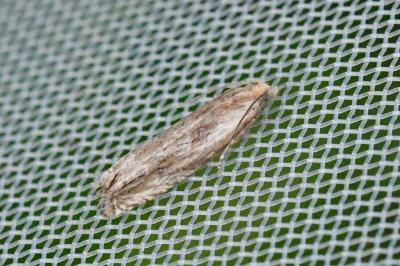 Eucosma cana