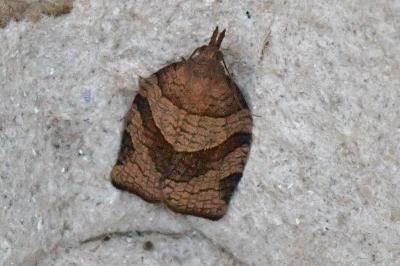 Pandemis dumetana