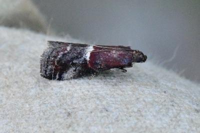 Acrobasis marmorea