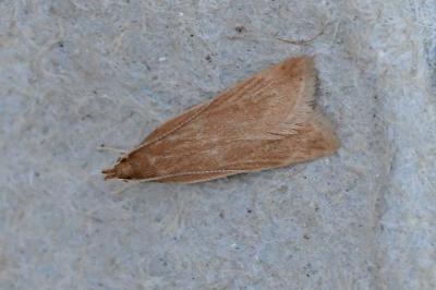 Helcystogramma rufescens
