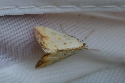Evergestis extimalis