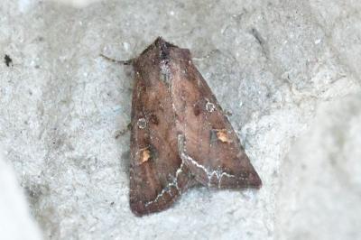Lacanobia oleracea