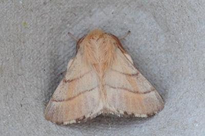 Malacosoma neustria