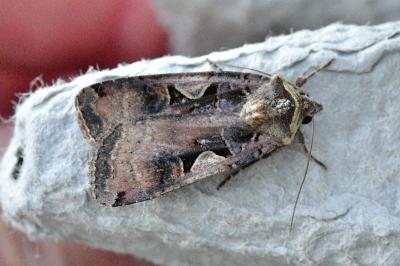 Xestia c-nigrum