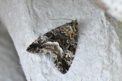 Deltote pygarga