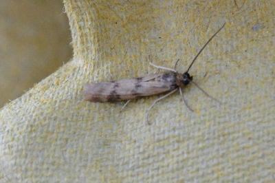 Homoeosoma sinuella