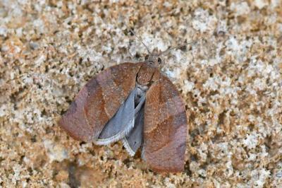 Pandemis cinnamomeana