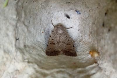 Hoplodrina respersa