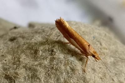 Ypsolopha parenthesella
