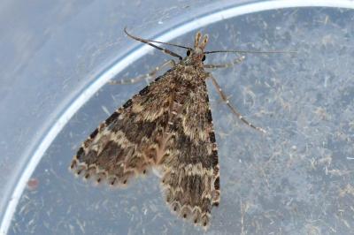 Alucita hexadactyla