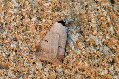 Lygephila craccae