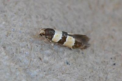 Goidanichiana jourdheuillella