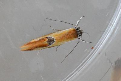 Batia lunaris