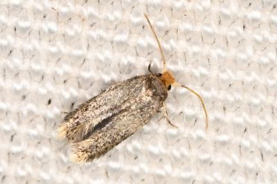 Trifurcula immundella