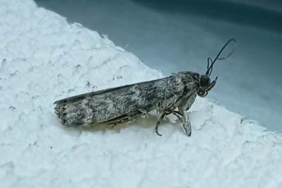 Dioryctria simplicella