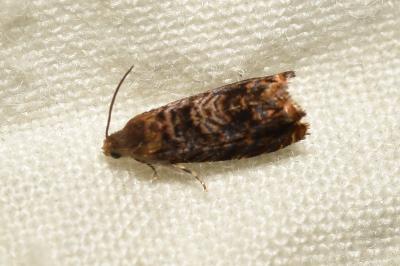 Grapholita janthinana