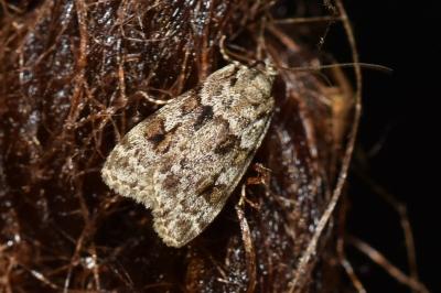 Scoparia basistrigalis