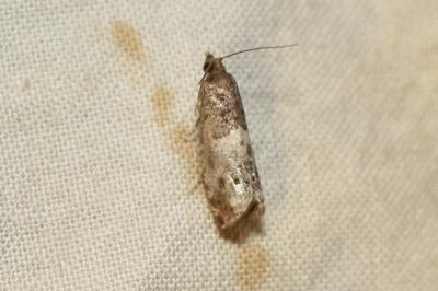 Gypsonoma aceriana