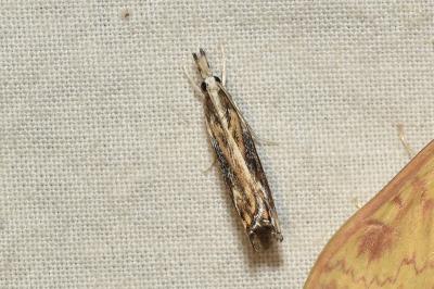 Catoptria verellus
